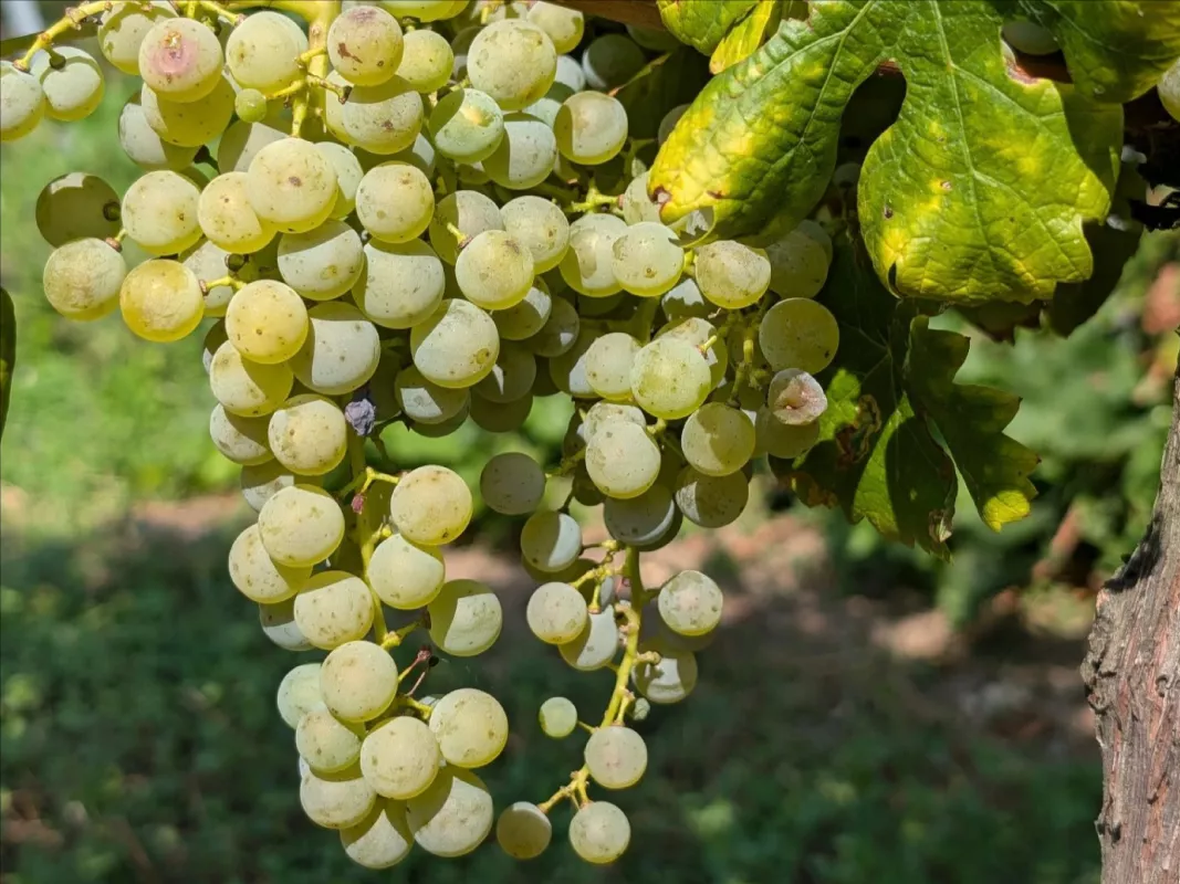 Cabernet blanc