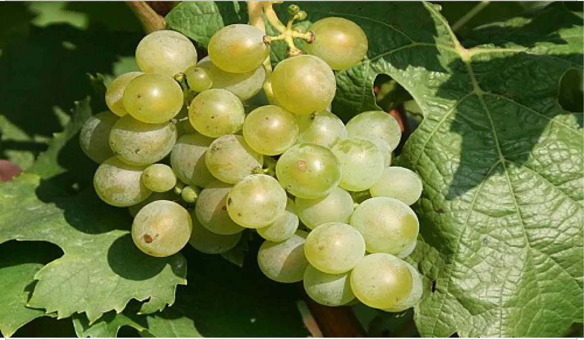 Müller Thurgau
